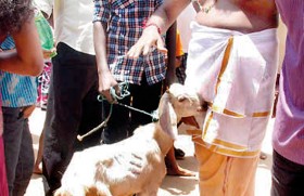 Poosari: Police prevent  transport of animals to Munneswaram Kovil