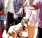 Poosari: Police prevent  transport of animals to Munneswaram Kovil