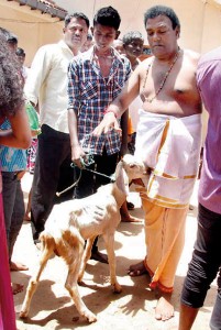 The controversy over the animal sacrifice at the Munneswaram Kovil is continuing despite the assurance to the President that they will not be held. A kovil poosari is seen taking into the kovil a goat brought by a devotee, though police prevented hundreds of other devotees from bringing  goats or fowl.  Pic by Hiran Priyankara Jayasinghe.