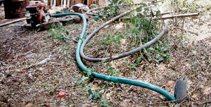 The pigsty looks as if its here to stay. A tube well has been sunk to bathe and provide the pigs with water.