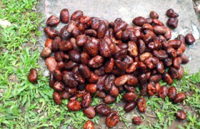 Substitute for cocoa butter which could be grown in Sri Lanka