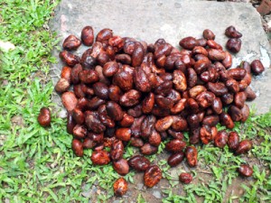 Seeds from the  “Butter Tree”