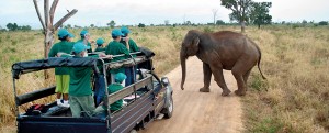 Elephant at Udawalawe