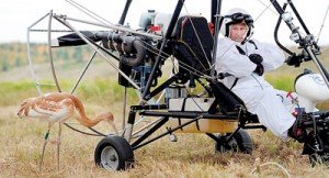 Putin is for the birds: The Russian President looks at a crane as he sits in the motorized deltaplane (REUTERS)