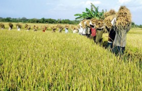 Revolutionizing Sri Lanka’s agricultural Rupee