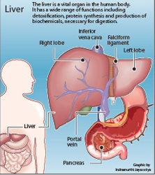 Liver