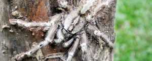Studies are underway to see whether the newly discovered  P. smithi species of tarantulas can be considered a ‘relic population ‘