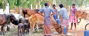 Touching scene: Kindly souls provide some drinking water to cattle in drought-stricken Puttalam. Pic by Hiran Priyankara Jayasinghe