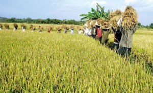 paddy farmers