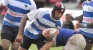Lions thumping mice and winning at rugby