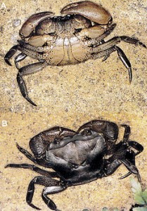 Ceylonthelphusa Kandambyi: The freshwater crab discovered by Mohammed Bahir, named after his mentor