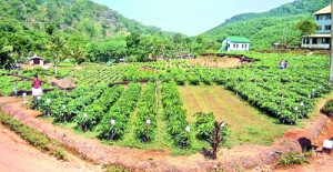 View of the nursery