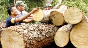 A section of massive trees felled in the Madhu reservation