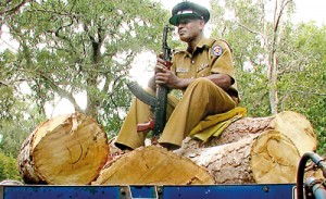 A policeman ‘sits guard’ over illegally felled timber