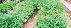 Young bamboo  plants