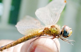 Sri Lanka could be in path of world’s longest insect migration