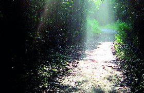 Rainforests of Sri Lanka