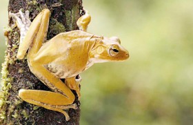 A tree frog leaps into list of Endemic Amphibians