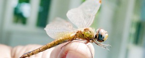 A Globe Skimmer Dragonfly found last year soon after the wave of dragonflies
