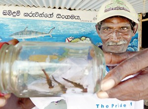 A Dehiwala resident showing a dragonfly caught on the  beach