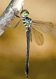 The new Dragonfly - Macromidia donaldi pethiyagodai