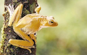 Ranwella's-Spined-Tree-Frog