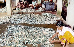With large quantities of fish on offer, fishermen are at the mercy of  private businessmen