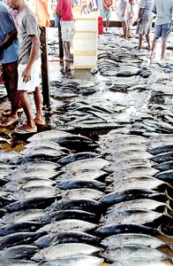Skipjack going at Rs 150 per