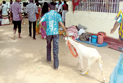 Animal sacrifice at kovil: No permanent solution arrived at as yet
