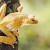 A tree frog leaps into list of Endemic Amphibians