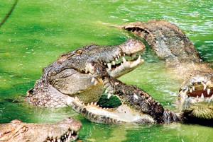 Crocodiles enjoy a swim. Pic courtesy of the MCBT