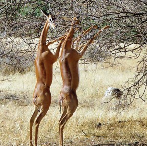 gerenuk