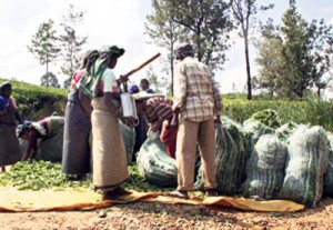 Plantation workers