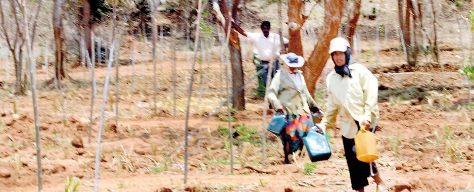 Power from gliricidia project in Yala alarms nature lovers