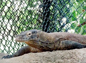 Three endangered animals are the zoo’s latest additions