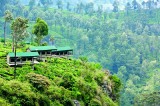 Madulkelle Tea and Eco Lodge