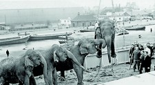 An obituary for long-dead elephants