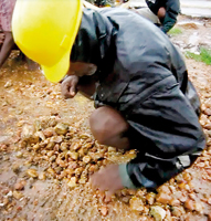 Even the bad weather didn’t deter these hopeful gem ‘hunters’. Pix by K.G. Wijepala