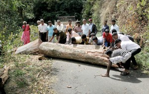 No rush: Clearing a fallen tree with much laughter. Pix by M.A. Pushpa Kumara
