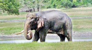 Once he was a majestic tusker (above); now (below) all that remains of him is a badly decomposed carcass minus the tusks.  Pix by Athula Devapriya