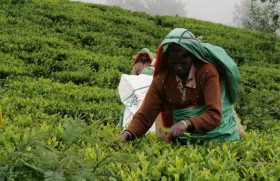 Lessons that can be learned from the debacle of the South African tea industry