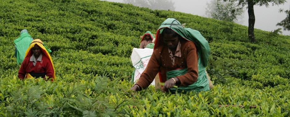 Lessons that can be learned from the debacle of the South African tea industry