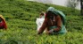 Lessons that can be learned from the debacle of the South African tea industry