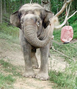 Tina at the Elephant Sanctuary in 2003: A happy end to a life of confinement