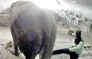 Sick:Secret footage filmed by Animal Defenders International showed Anne being violently beaten