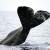 Sri Lanka best chance for sperm whale super-pods