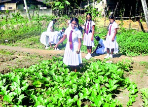 The Vegetable Plots in the college garden