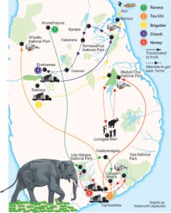 Elephant-translocated