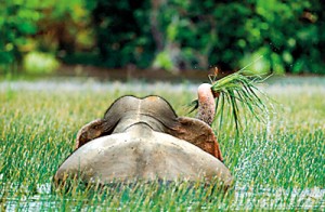 Best in Behaviour of Mammals:  Dr. Janaka Gallangoda’s entry