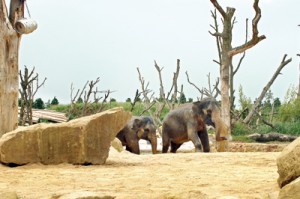 ‘Uda Walawe’  elephant habitat and walkway at Twycross Zoo in the Midlands,  England